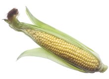 Your baby is the size of an ear of corn at 24 weeks pregnant - Pregnancy Week By Week